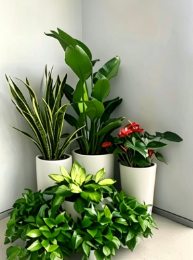 奉化绿植租赁合作-慈溪花卉租用费用-江北花卉租赁管理-慈溪办公室花卉出租方便吗